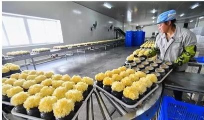 訪企業(yè)、解難題、促“六穩(wěn)”——尤溪 深入項目一線為企精準(zhǔn)把脈，力促商貿(mào)繁榮發(fā)展